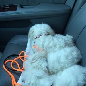 Meet your Posher, Jo